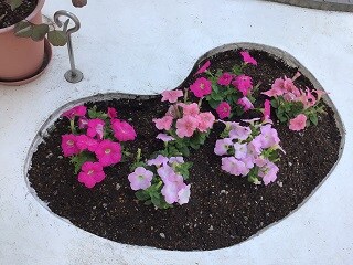 春のお花♪